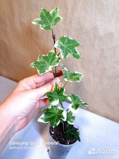 Комнатные растения - лианы часть 1 (07.08)