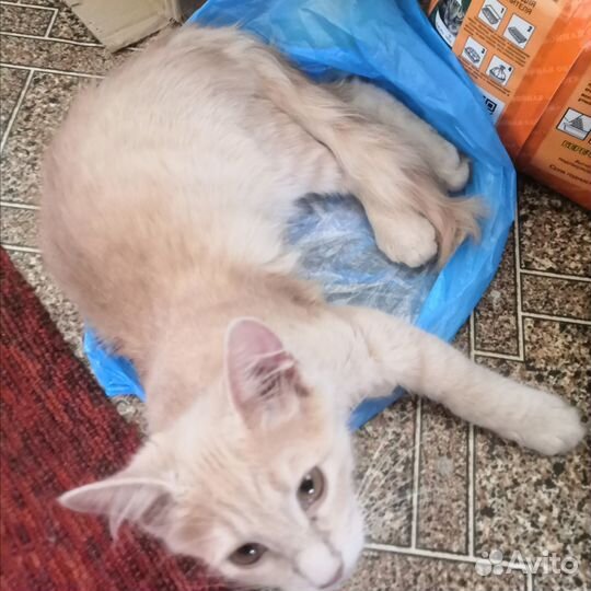 Отдам в добрые руки котят