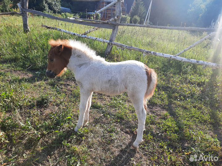 Пони.продажа обмен