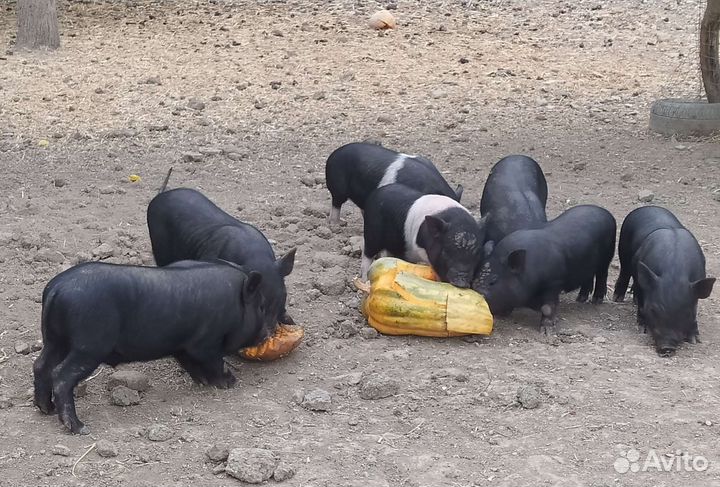 Вьетнамск вислобрюхий поросенок