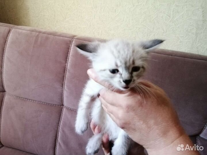 Котята в дар бесплатно