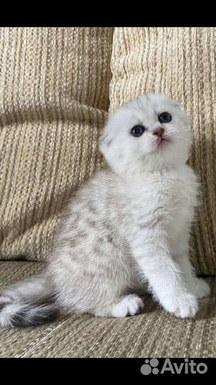 Шотландская