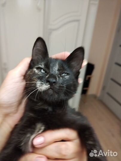 Кошка в дар