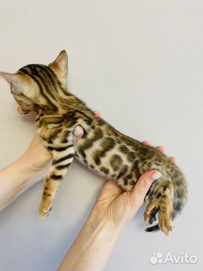 Бенгальские котята