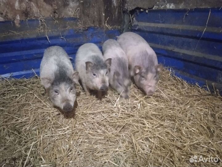 Поросята вьетнамские вислобрюхие