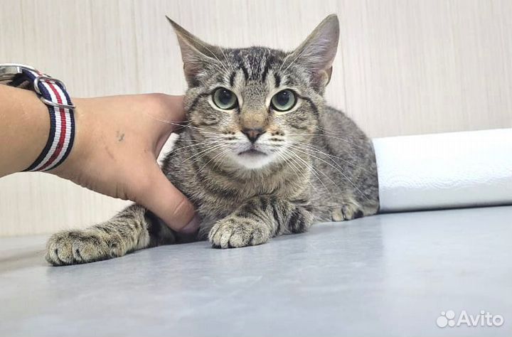 Котенок с лазурными глазами