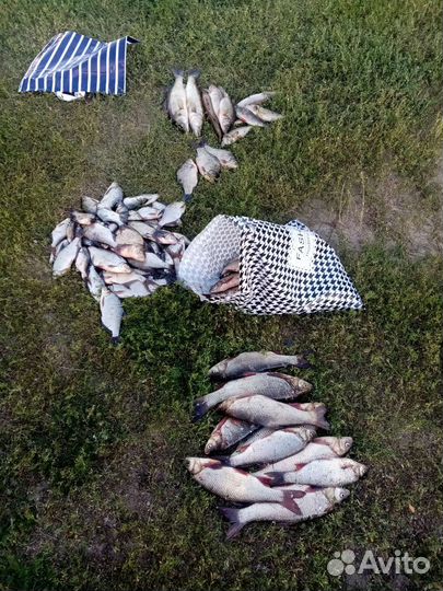 Рыба свежая плотва подлещик окунь Сопа синец и др