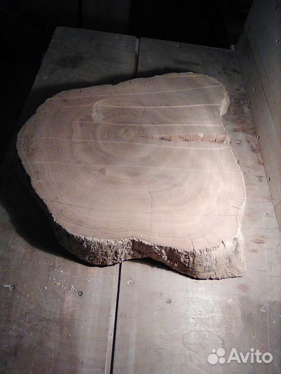 Корень дуба, спил