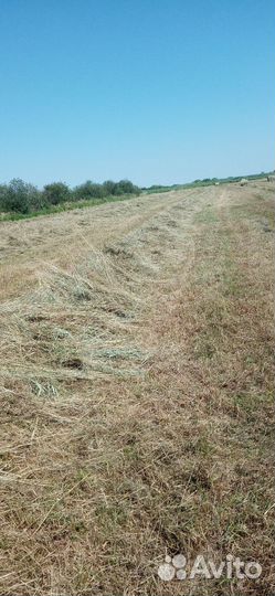 Сено в рулонах 3000 за тону