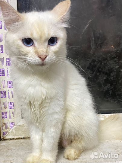 Кошка породистая