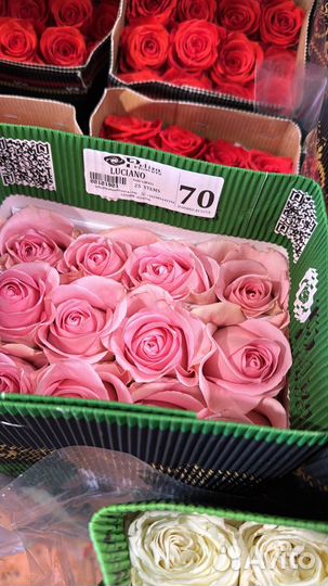 Цветы из эквадора,голландии И краснодара