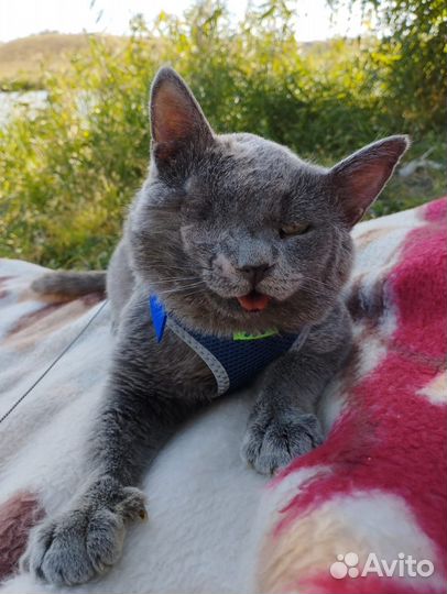 Кота предали дважды