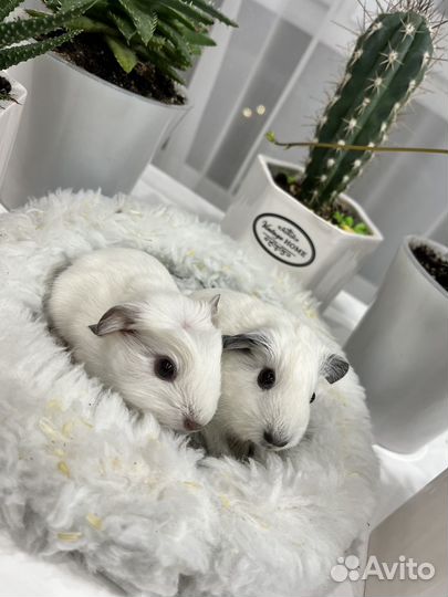 Калифорния морские свинки