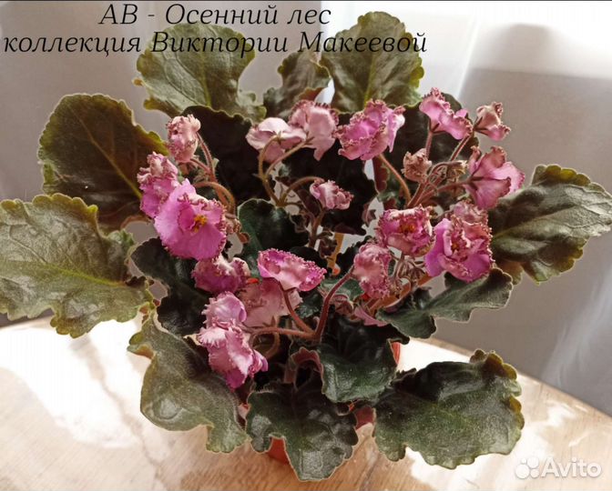 Фиалки лист на срез