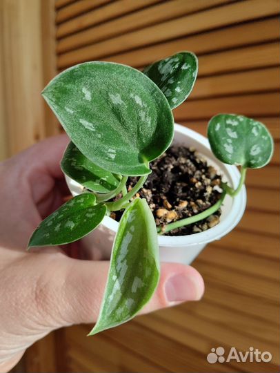 Сциндапсус расписной