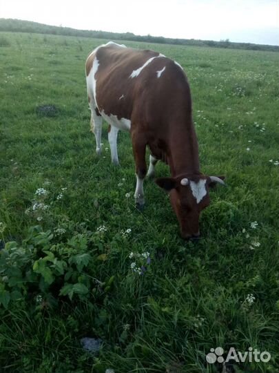 Тёлка, нетель