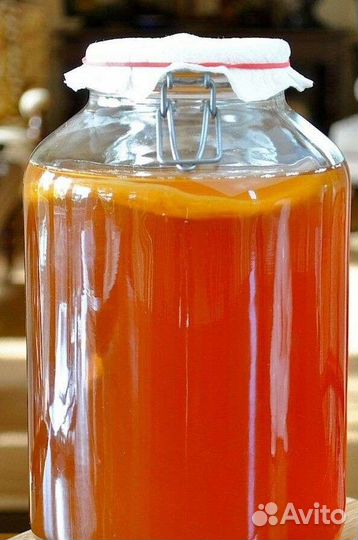 Чайный гриб