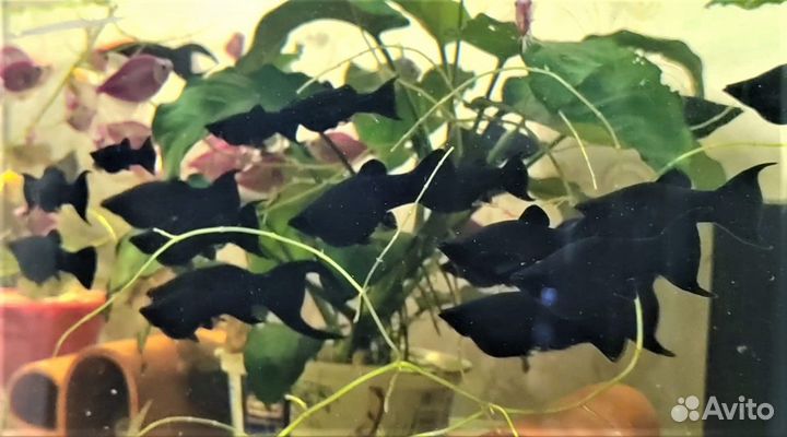 Моллинезия Блэк-Молли Бархатная