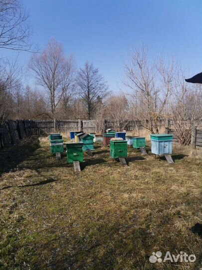 Улей с пчелами