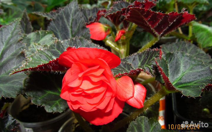 Рассада бегонии