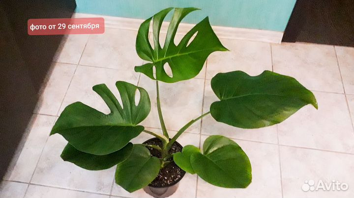 Монстера Доставка