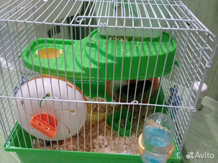 Джунгарский хомяк с клеткой