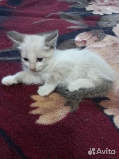 Котёнок в заботливые руки