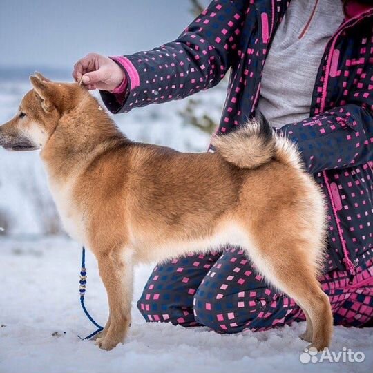 Сиба- ину кобель для вязки