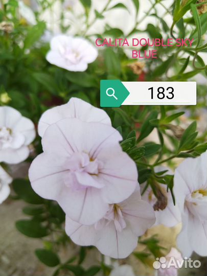 Черенки калибрахоа