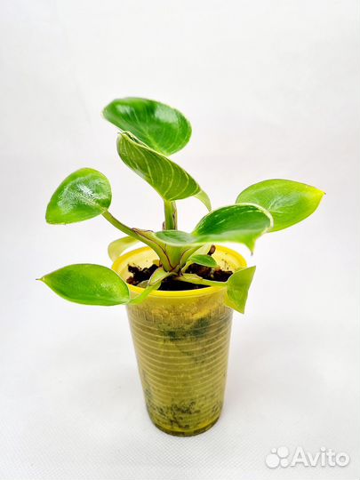 Филодендрон биркин