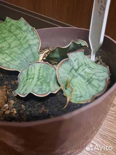 Сансевиерия кирки сильвер блю