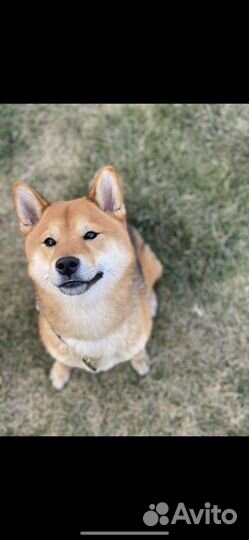 Кобель Сиба-ину для вязки