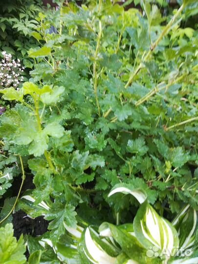 Саженцы крыжовника