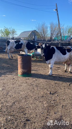 Продажа крс