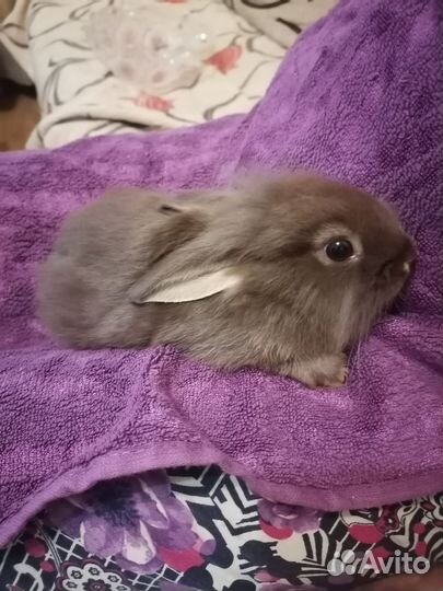 Декоративные кролики