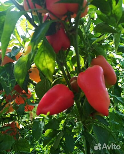 Семена сладкого перца