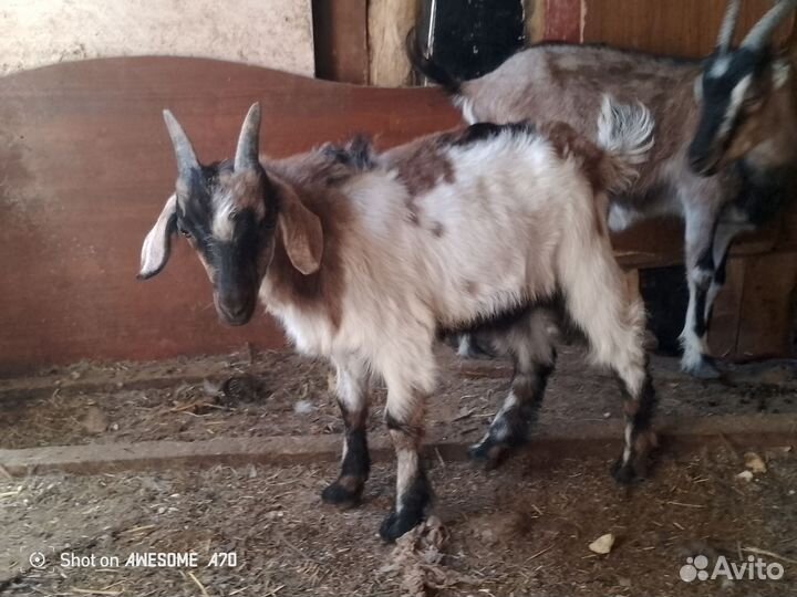 Козлята мальчишки Англо нубийцы