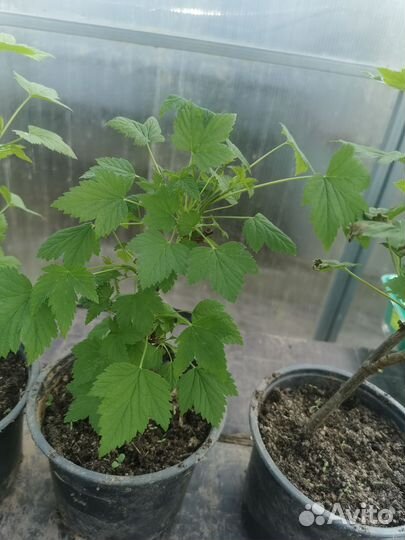 Смородина чёрная