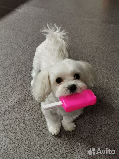 Предлагаю на вязку кобеля мальтийская болонки