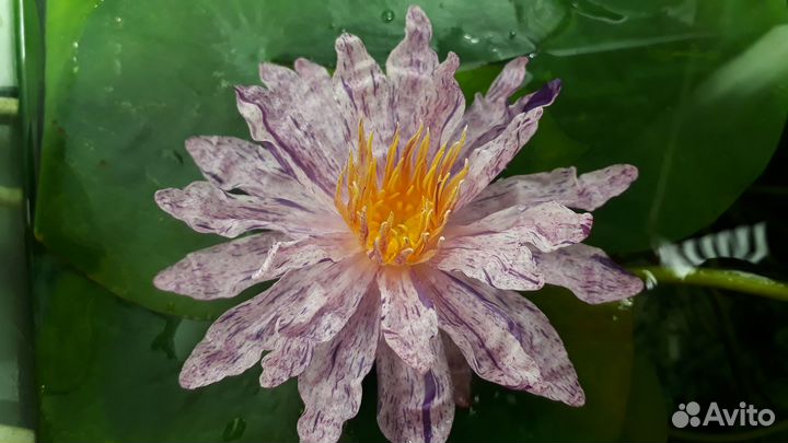 Водяная лилия, кувшинка, кубышка