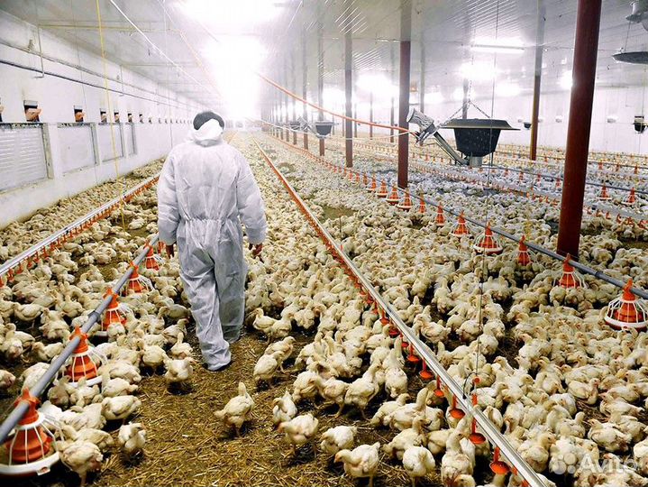 Рабочие на птицефабрику м/ж/сем.пары