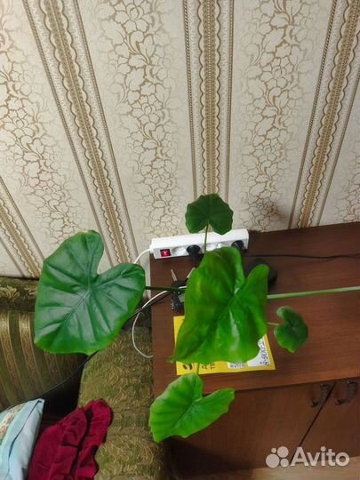 Алоказия венти
