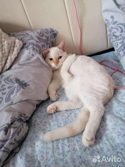Кот в добрые руки бесплатно