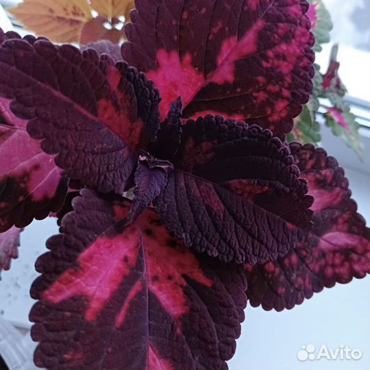 Цветы (Колеусы)