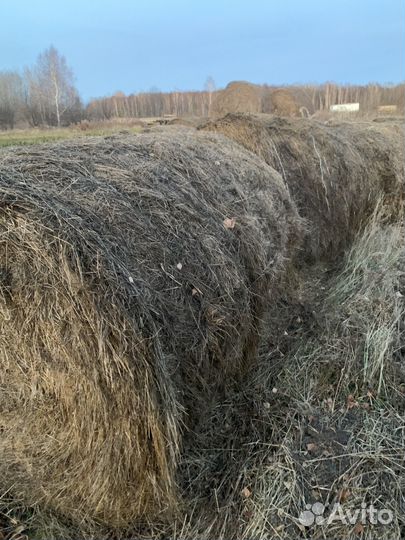 Сено 250-300кг