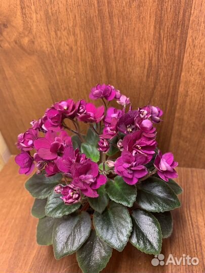 Фиалки мини