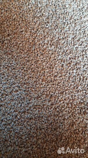 Пшеница,ячмень