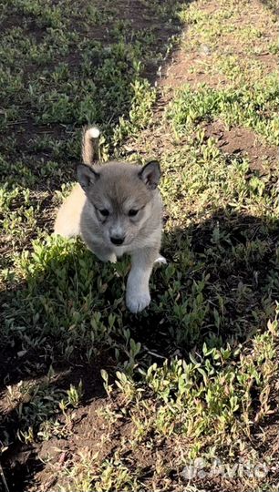 Щенки от хаски