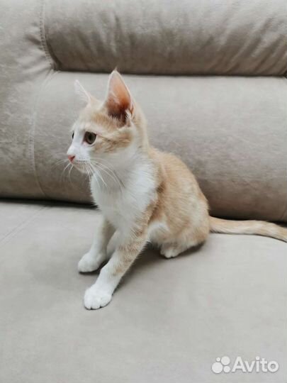 Котик 3 месяца