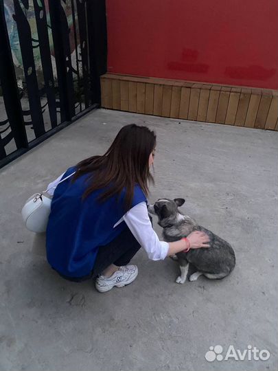 Догситтер/Няня для собак